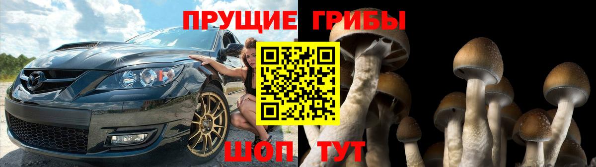 Стрежевой  Псилоцибиновые грибы Psilocybine cubensis  Вход с VPN  Псилоцибиновые грибы Cubensis 